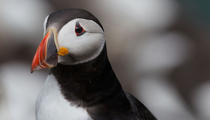 Natural Heritage | SkelligWalker Cruises | Wildlife on the Skelligs